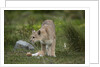Wild Puma in Chile by Anonymous