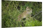 Wild Puma in Chile by Anonymous