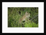 Wild Puma in Chile by Anonymous