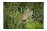 Wild Puma in Chile by Anonymous