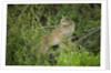 Wild Puma in Chile by Anonymous
