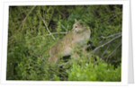 Wild Puma in Chile by Anonymous
