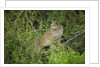 Wild Puma in Chile by Anonymous