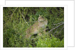 Wild Puma in Chile by Anonymous