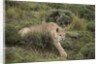 Wild Puma in Chile by Anonymous