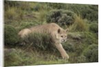 Wild Puma in Chile by Anonymous