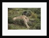 Wild Puma in Chile by Anonymous