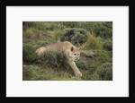 Wild Puma in Chile by Anonymous