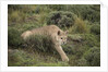 Wild Puma in Chile by Anonymous