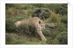 Wild Puma in Chile by Anonymous