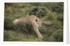 Wild Puma in Chile by Anonymous
