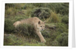 Wild Puma in Chile by Anonymous