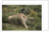Wild Puma in Chile by Anonymous