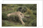 Wild Puma in Chile by Anonymous
