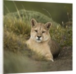 Wild Puma in Chile by Anonymous