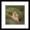 Wild Puma in Chile by Anonymous