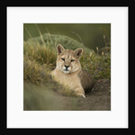 Wild Puma in Chile by Anonymous