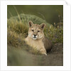 Wild Puma in Chile by Anonymous