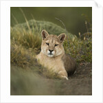Wild Puma in Chile by Anonymous