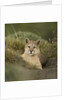 Wild Puma in Chile by Anonymous