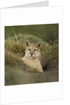 Wild Puma in Chile by Anonymous