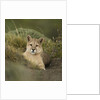 Wild Puma in Chile by Anonymous