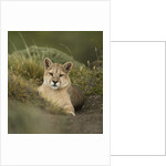 Wild Puma in Chile by Anonymous
