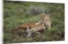 Wild Puma in Chile by Anonymous