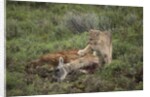 Wild Puma in Chile by Anonymous