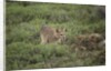Wild Puma in Chile by Anonymous