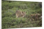Wild Puma in Chile by Anonymous