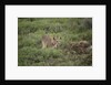 Wild Puma in Chile by Anonymous