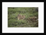 Wild Puma in Chile by Anonymous