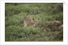 Wild Puma in Chile by Anonymous
