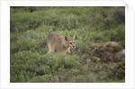 Wild Puma in Chile by Anonymous
