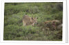 Wild Puma in Chile by Anonymous