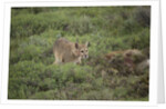 Wild Puma in Chile by Anonymous