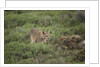 Wild Puma in Chile by Anonymous
