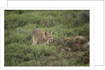 Wild Puma in Chile by Anonymous
