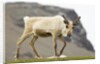 Reindeer Grazing by Anonymous