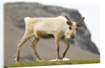 Reindeer Grazing by Anonymous