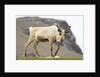 Reindeer Grazing by Anonymous