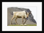 Reindeer Grazing by Anonymous