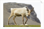 Reindeer Grazing by Anonymous