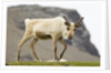 Reindeer Grazing by Anonymous
