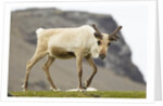 Reindeer Grazing by Anonymous
