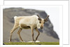 Reindeer Grazing by Anonymous