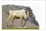 Reindeer Grazing by Anonymous