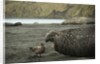Southern Elephant Seal and Skua by Anonymous
