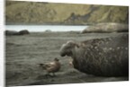 Southern Elephant Seal and Skua by Anonymous